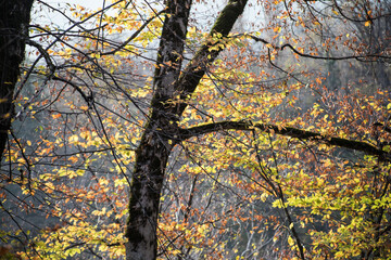 Landscape with beautiful fog in forest on hill or Trail through a mysterious winter forest with autumn leaves on the ground. Road through a winter forest. Magical atmosphere. Azerbaijan nature