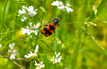 Bee beetle, Trichodes apiaries L.
The larvae feed on bee bread, bee larvae and dead bees. They can be carriers of fungal diseases.
