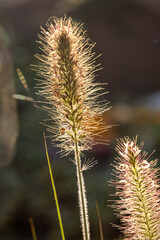 Obraz premium Macro photograph of grass blades glowing under the sunlight with dew droplets, highlighting the intricate details.