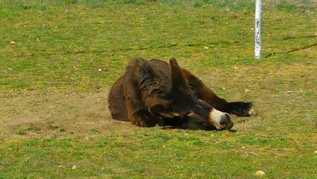 donkeys in the farm in the valley