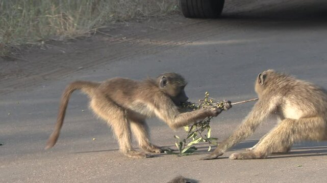 Two young baboons playing with a branch on the road in the kruger national park.