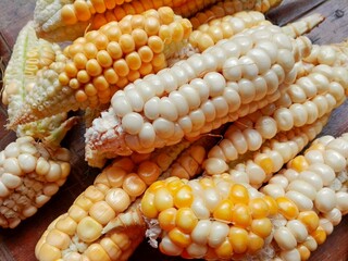 Sweet organic pop corn cobs on rustic wooden table background. Fresh sweetcorn from home farm - raw cobs of corn plant. Nature healthy food grain vegetable eat concept. Tasty small natural corn cobs