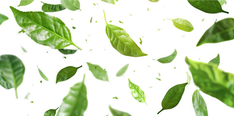 Fototapeta premium Green tea leaves flying in the air on white background