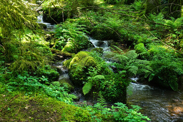 Rötelbachschlucht am Premiumweg Schwarzwälder Genießerpfad; Wald- Wasser- und Wiesenpfad; Baden Württemberg; Deutschland