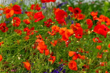 field of red flowers with a few purple flowers in the background