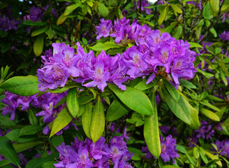 Rhododendron;