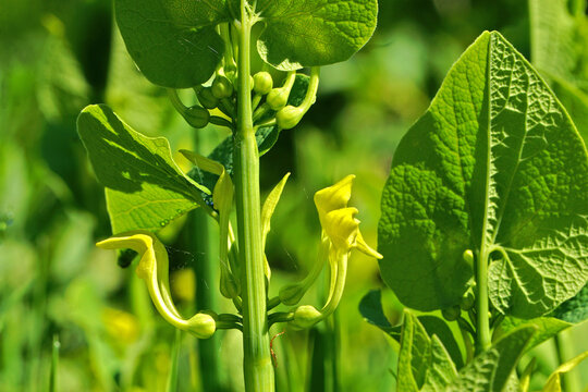 Gew&ouml;hnliche Osterluzei; Aufrechte Osterluzei; Aristolochia clematitis; European birthwort
