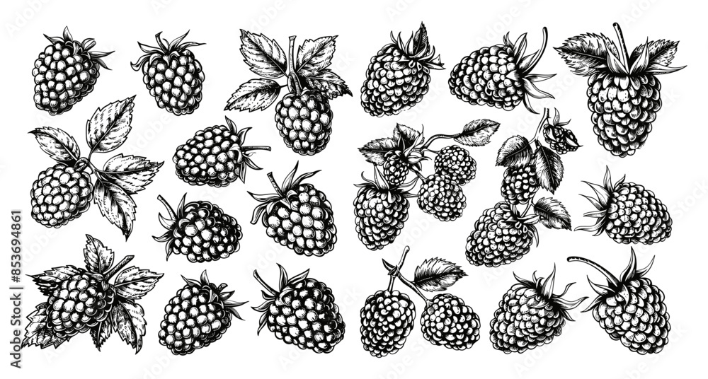 Poster engraving style raspberries in different positions on branches and separately icons set. hand drawn 
