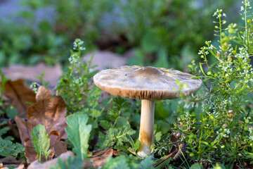A small mushroom is emerging from the grass, adding a natural touch to the terrestrial plant life in the landscape