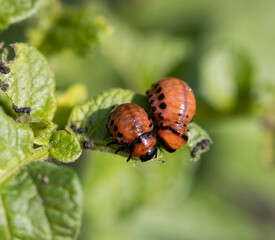 Colorado potato beetle on a green potato leaf.