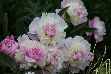 Sweden. Paeonia lactiflora (Chinese peony, Chinese herbaceous peony, or common garden peony) is a species of herbaceous perennial flowering plant in the family Paeoniaceae.
