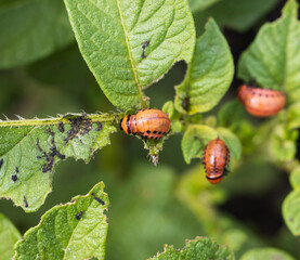 Colorado potato beetle on a green potato leaf.