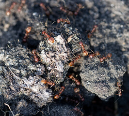 large ants on the ground.