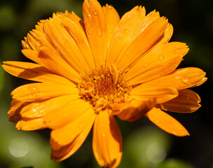 orange marigold flower on green background.