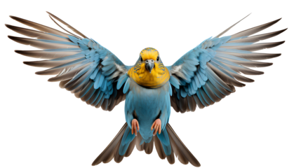 Budgerigar bird PNG. Colorful bird with luscious feathers PNG. Blue and yellow budgerigar caught in flight PNG. Budgerigar bird