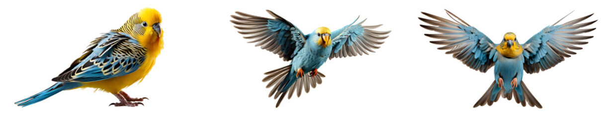 Budgerigar Bird Set PNG Set