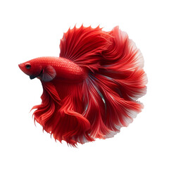Red fighting fish on transparent background.
