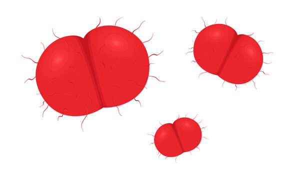Meningococcus bacterium or Neisseria meningitidis in colored flat style. Gram-negative coccus bacteria that cause meningococcal meningitis. Biology, health care and medicine concept. Vector