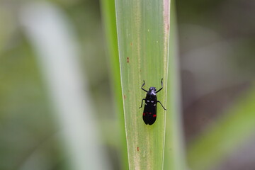 Callitettix versicolor found in the forest.