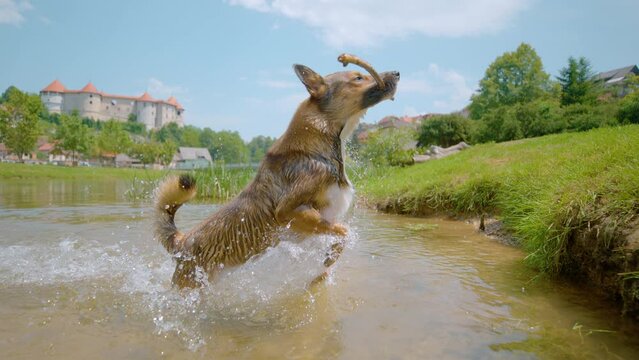 SLOW MOTION, CLOSE UP: Carefree brown-coated shelter puppy brings a stick out of the stream while playing fetch on a hot summer day. Brown coated dog jumps out of the river, carrying a stick in mouth.