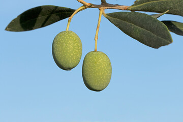 Olives just ripening in early summer
