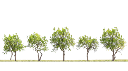 A row of green trees, nature concept, on white background