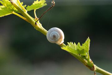 A shell snail on a vine branch © cilicia