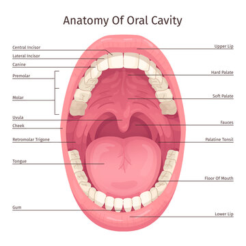 Oral cavity infographic. Human mouth inside parts structure anatomy system teeth dentistry diagram, open throat tooth tongue lips dental hygiene scheme, swanky illustration