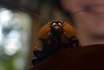 The Central American giant cave cockroach (Blaberus giganteus)