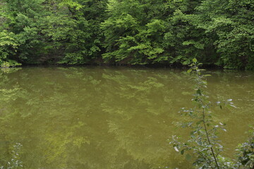 Trees reflecting in an old mud-covered pond at Dobris Castle in the Czech Republic