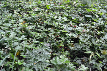 Strawberry meadow with ripe red strawberries at the side of the road in the castle of Lednice in the Czech Republic