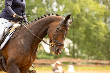 human-horse interaction, during equestrian competitions, horse riding, elegant riding outfit