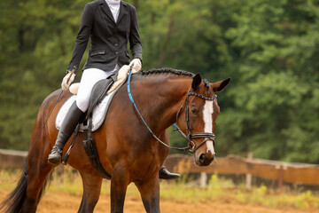 human-horse interaction, during equestrian competitions, horse riding, elegant riding outfit © Anna