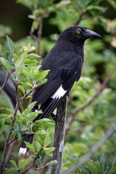 Currawong Detail Natural