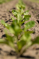 a field with white beetroot for the production of white beet sugar