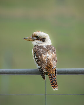 laughing Kookaburra