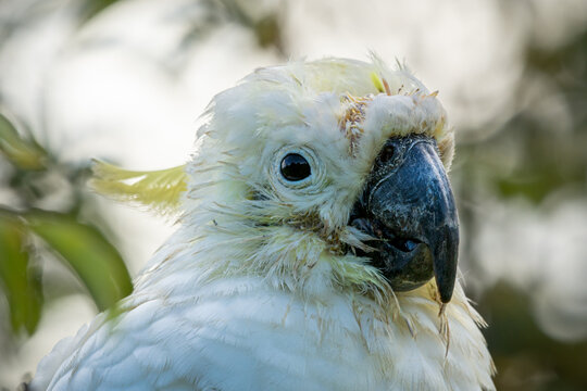 Old Sulphur Crested Cockatoo Detail