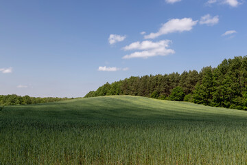 unripe barley ears in spring