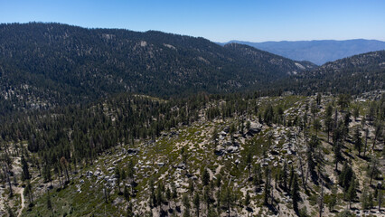 Fototapeta premium Aerial View of Pine Trees in Sequoia National Forest, California 