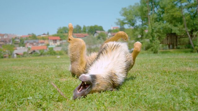 SLOW MOTION, CLOSE UP: Energetic brown puppy rolls around on its back in the middle of the meadow after playing fetch on a sunny summer day. Playful shelter dog gets zoomies rolling over on its back.