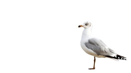 Fototapeta premium Seagull on white background