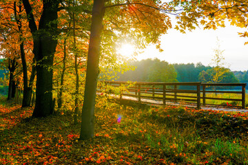 Obraz premium Herbstlandschaft im Park – Wald bei Sonnenschein