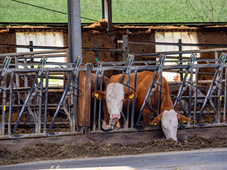 K&uuml;he und Rinder im Stall