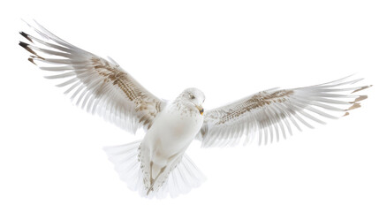 Obraz premium Seagull on white background