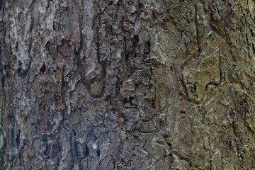 Close-up of rough tree bark texture showing natural patterns in shades of brown and grey