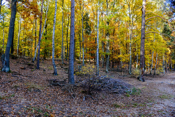 Herbstlandschaft im Park – Wald bei Sonnenschein