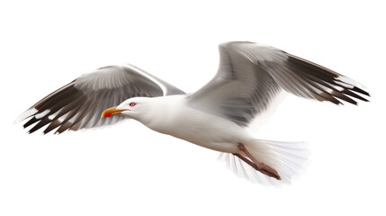 Seagull on white background