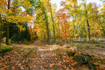 Obraz premium Herbstlandschaft im Park – Wald bei Sonnenschein