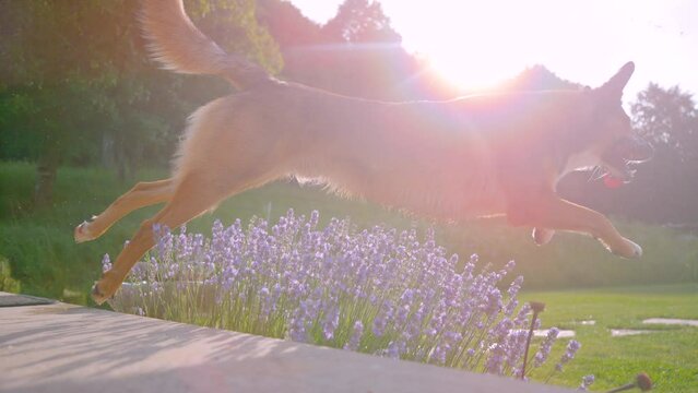SLOW MOTION, CLOSE UP, LENS FLARE: Cute brown dog jumps over a lavender shrub in the sunlit backyard. Cinematic shot of an energetic mixed breed puppy jumping over lavender at sunset. Playful dog.