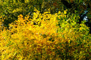 Fototapeta premium Herbstlandschaft im Park – Wald bei Sonnenschein